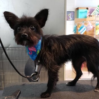Bubbles & Biscuits - Bubbles & Biscuits - Pet Groomers Near Me - Texarkana, Texas