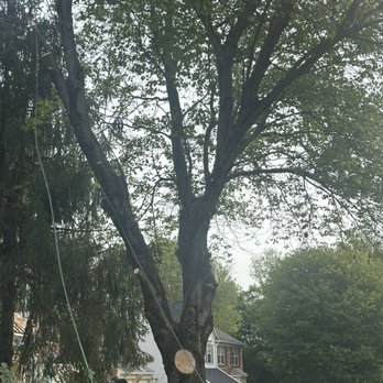 Willys Tree Service and Landscaping - Tree service - Tree Services Near Me - Glen Burnie, Maryland Willys Tree Service and Landscaping - Tree service - Tree Services Near Me - Glen Burnie, Maryland