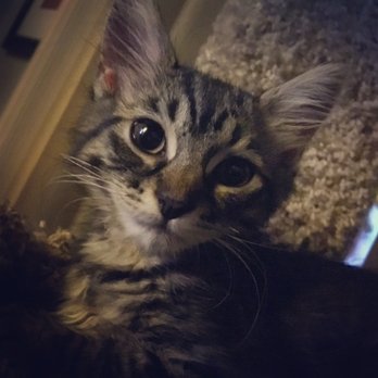 Joybound - Such a sweet kitty-her sister was still available as of Sunday 07/02 - Animal Shelters Near Me - Walnut Creek, California Joybound - Such a sweet kitty-her sister was still available as of Sunday 07/02 - Animal Shelters Near Me - Walnut Creek, California