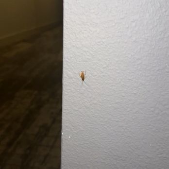 The Alden at Cedar Park - ROACHES - Apartments Near Me - Cedar Park, Texas