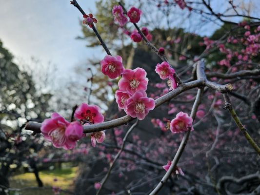 Imperial Palace East National Gardens by null