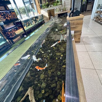 Fish Gallery - Top view of Koi entrance - Aquarium Services Near Me - Addison, Texas Fish Gallery - Top view of Koi entrance - Aquarium Services Near Me - Addison, Texas