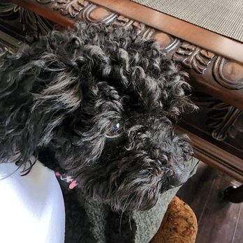 Animal Villa - Pet Sitting Near Me - Anaheim Hills, California Animal Villa - Pet Sitting Near Me - Anaheim Hills, California