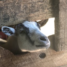 Peek a boo Peek a boo