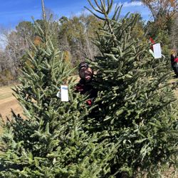 Penland S L Christmas Tree Farm - 2 Perfect Fraser Firs - one on left was $100, right was $125