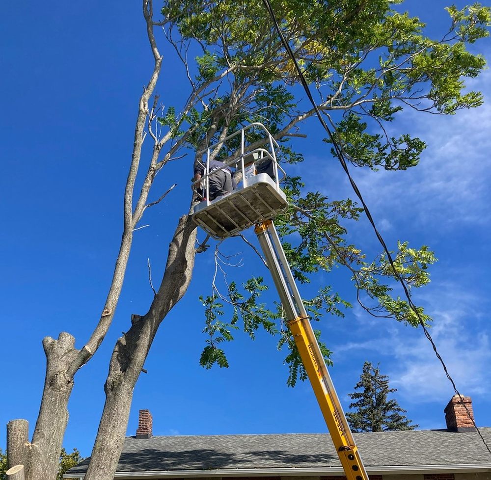 Tree Service Of NY - tree service in West Seneca, NY