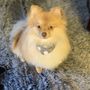 Photo of Daisy's Pet Grooming