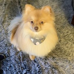 Daisy's Pet Grooming - Mayzee May