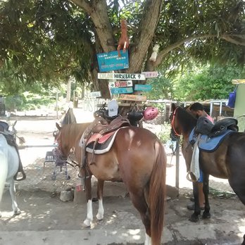 Colon Horseback Riding - Ready to Start - Horseback Riding Near Me - Vieques, Puerto Rico Colon Horseback Riding - Ready to Start - Horseback Riding Near Me - Vieques, Puerto Rico