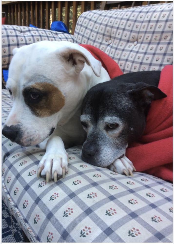 ASTA RAYMOND G DVM PET HOUSE CALLS Updated October 2024 3097 Hedaro