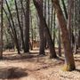 Ridge Logging