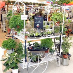 Jackson Ace Hardware And Garden - Indoor gardening supplies and plants.