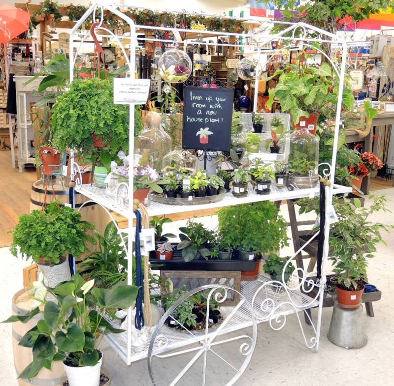 JACKSON ACE HARDWARE AND GARDEN Updated September 2024 13 Photos