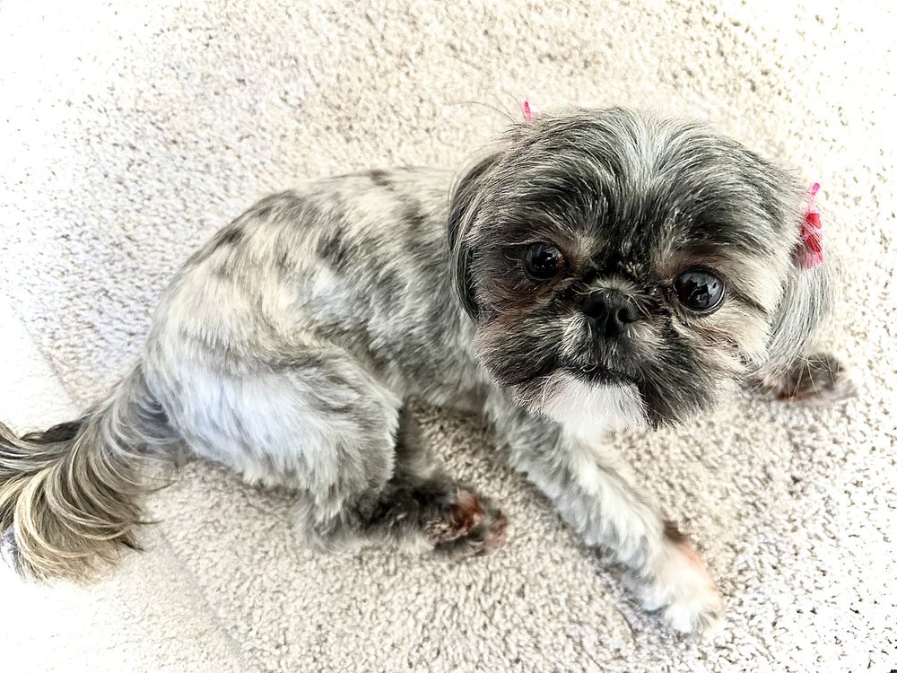 ALL PAWS GROOMING Updated October 2024 24 Reviews 8475 Charlotte