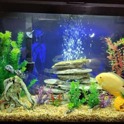 5 Star Aquariums made the tank beautiful!!