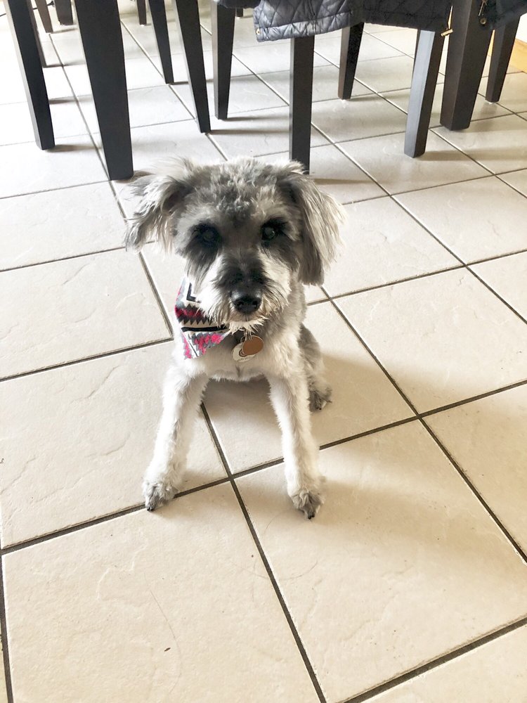 WET NOSES MOBILE GROOMING 33 Photos & 33 Reviews Pet Groomers 869