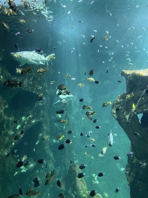 La Rochelle Aquarium by null