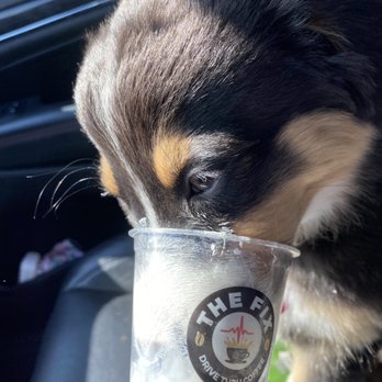 The Fix Drive Thru Coffee - A little treat for the pup too! - Coffee & Tea Near Me - Mesa, Arizona The Fix Drive Thru Coffee - A little treat for the pup too! - Coffee & Tea Near Me - Mesa, Arizona