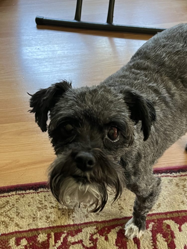 MUTKUT DOG GROOMING Updated August 2024 150 Semple Avenue, Winnipeg, Manitoba Pet Groomers