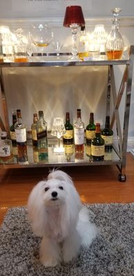 loving cavalier king charles spaniel