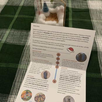 Paradise Monarchs - Care and release instruction included in each gift box - Gift Shops Near Me - Waipahu, Hawaii