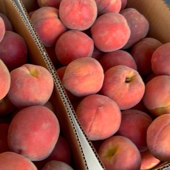 Burgess Orchards - Rees's Roots - Burgess Orchards Alpine Utah - Pick Your Own Farms Near Me - Alpine, Utah