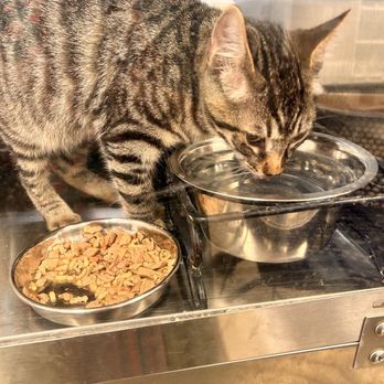 Cats in Need - So cute - Animal Shelters Near Me - Yorba Linda, California