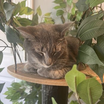 Naughty Cat Cafe - Coffee & Tea Near Me - Chattanooga, Tennessee Naughty Cat Cafe - Coffee & Tea Near Me - Chattanooga, Tennessee