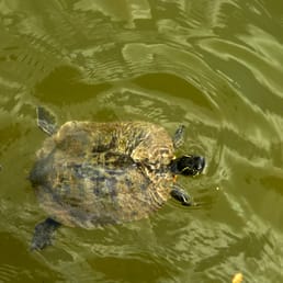 Turtles