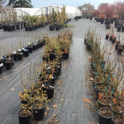U & D Nursery - Huge variety!