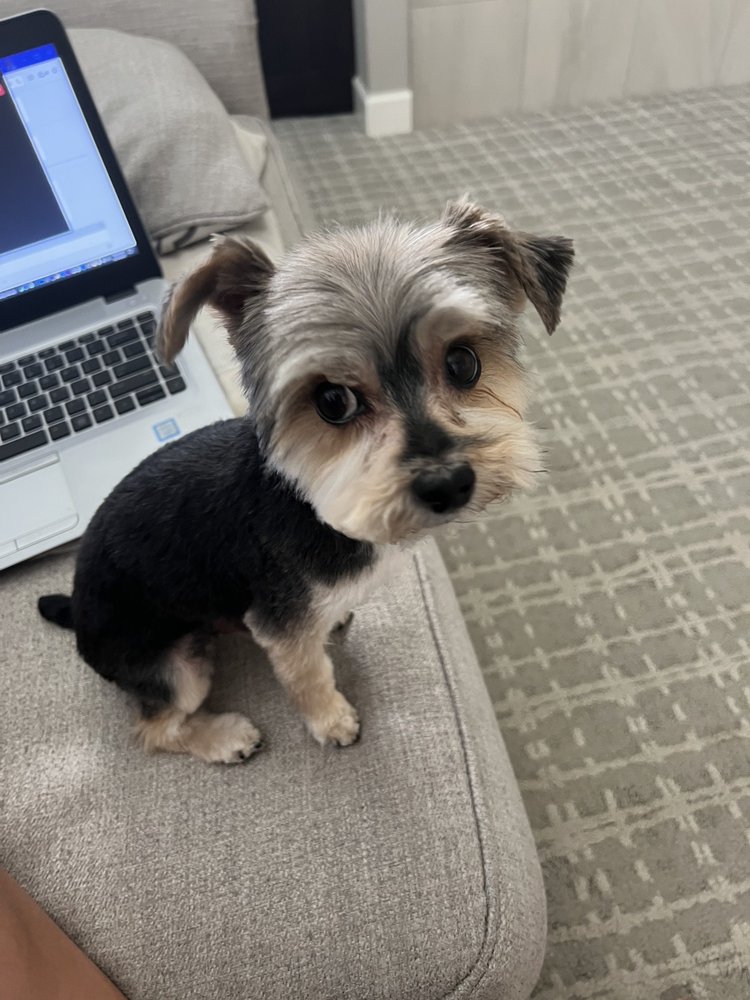 VANITY FUR MOBILE PET SPA AND GROOMING 24 Photos & 21 Reviews 16186