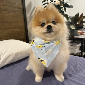 Fluff N Buff - Pet Groomers Near Me - Fairfield, California