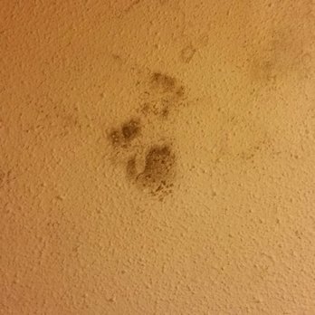 Econo Lodge - Black mold above toilet - Hotels Near Me - Mackinaw City, Michigan