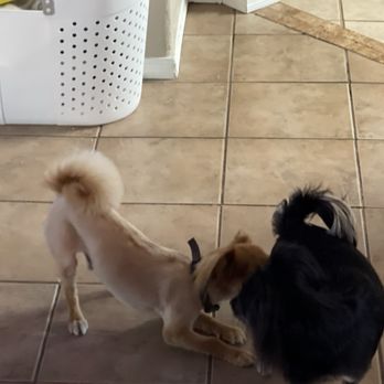 Furrends Furrever Mobile Grooming - Chiquita and Peso so happy after being groomed by the valley's very best. - Pet Groomers Near Me Furrends Furrever Mobile Grooming - Chiquita and Peso so happy after being groomed by the valley's very best. - Pet Groomers Near Me