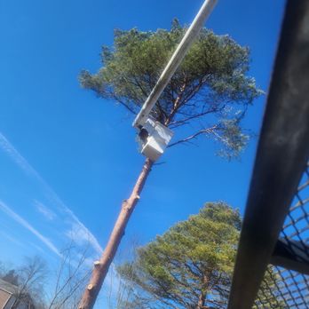 Big Dogz Tree Service - Tree Services Near Me - Bristolville, Ohio Big Dogz Tree Service - Tree Services Near Me - Bristolville, Ohio