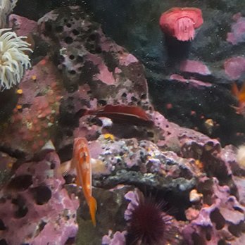 Seattle Aquarium - Aquariums Near Me - Seattle, Washington Seattle Aquarium - Aquariums Near Me - Seattle, Washington