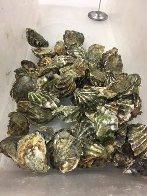 Los Angeles Fish Co by null