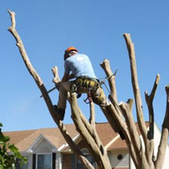 Bay Tree Care - Tree Services Near Me - Virginia Beach, Virginia Bay Tree Care - Tree Services Near Me - Virginia Beach, Virginia