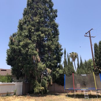 Apex Tree Care - BEFORE - Tree Services Near Me
