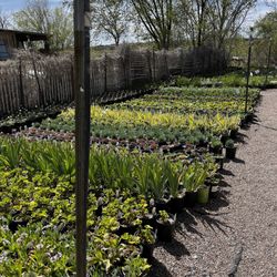 Agua Fria Nursery