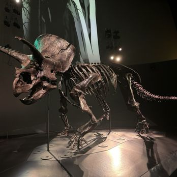 Melbourne Museum - Museums Near Me - Melbourne, VIC Melbourne Museum - Museums Near Me - Melbourne, VIC