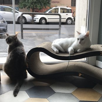 Romeow Cat Bistrot - Bistros Near Me - Rome, RM Romeow Cat Bistrot - Bistros Near Me - Rome, RM