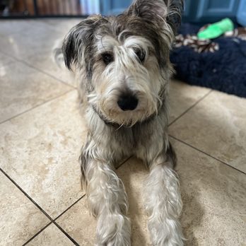 Pasadena Pet - After - Pet Groomers Near Me - Pasadena, California
