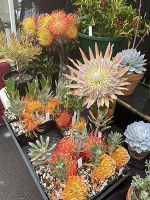 Pure Kona Green Market by null