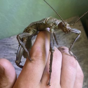GT Butterfly House & Bug Zoo - Stick bug! - Zoos Near Me - Williamsburg, Michigan GT Butterfly House & Bug Zoo - Stick bug! - Zoos Near Me - Williamsburg, Michigan