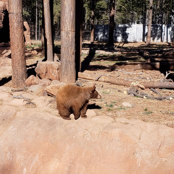 Bearizona - Zoos Near Me - Williams, Arizona Bearizona - Zoos Near Me - Williams, Arizona