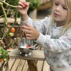 The Local Preschool in Mar Vista - Children and teachers prepare snack by harvesting tomatoes from the garden.