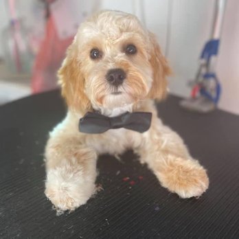 Tickled Pink Pets Mobile Spa - Catering to all of your dog grooming needs - Pet Groomers Near Me Tickled Pink Pets Mobile Spa - Catering to all of your dog grooming needs - Pet Groomers Near Me