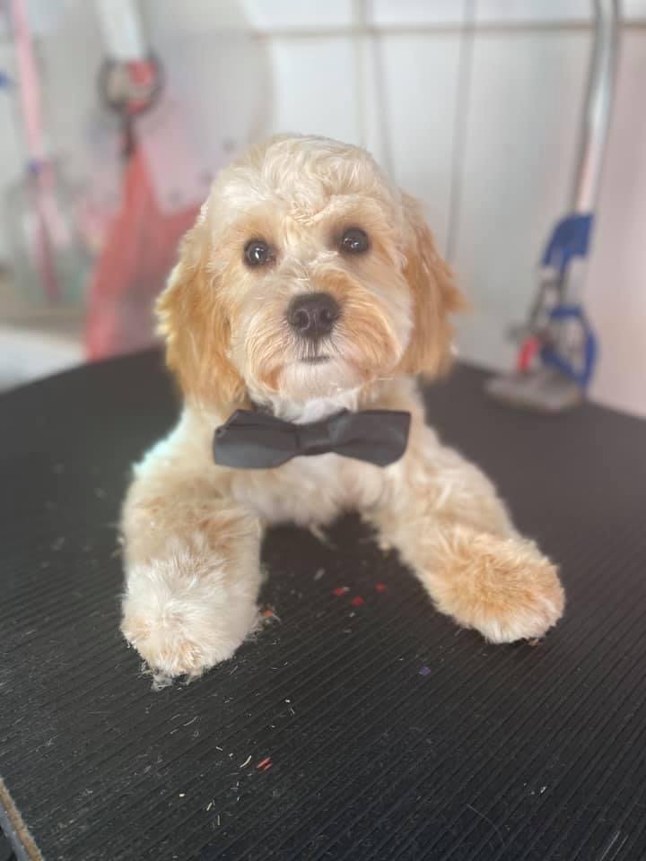 TICKLED PINK PETS MOBILE SPA Updated October 2024 Greensboro, North Carolina Pet Groomers