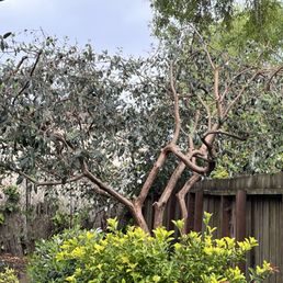 My mangled guava tree.
